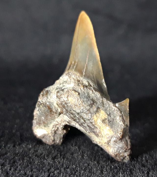 Cretalamna borealis (PRIEM 1897) - Bild &copy; FossNet FossilienStore